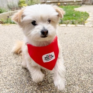 A white and brown puppy wearing a red dog bandana branded with The Brain Tumour Charity logo